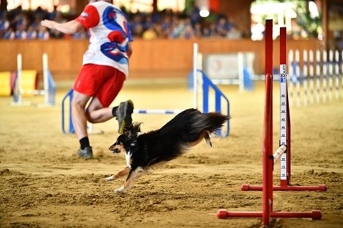 CH. River of glitter rain brune des Crocs de Provence