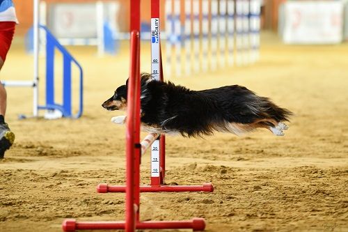 CH. River of glitter rain brune des Crocs de Provence