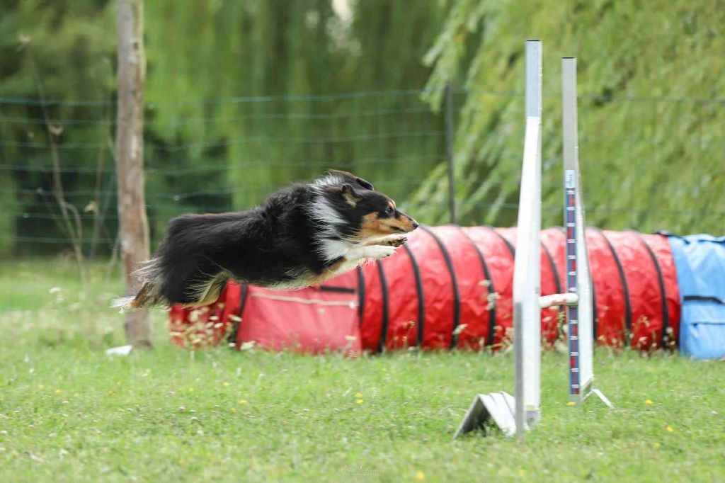 Umealven brun des Crocs de Provence
