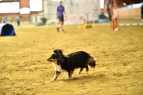 CH. River of glitter rain brune des Crocs de Provence