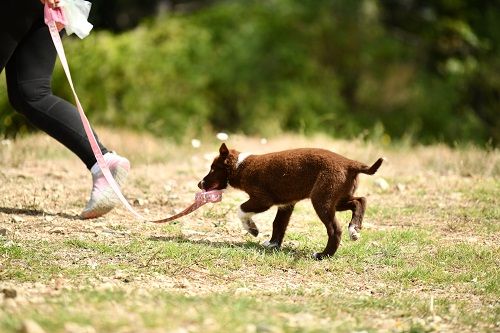 Ace red hawk des Crocs de Provence