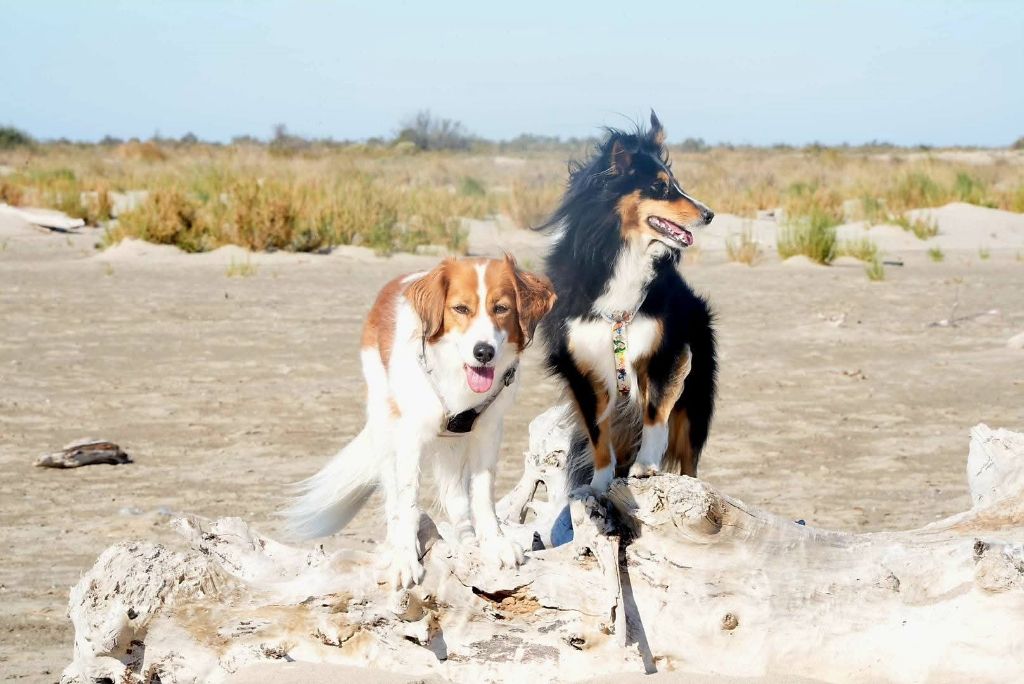 Uria brune des Crocs de Provence