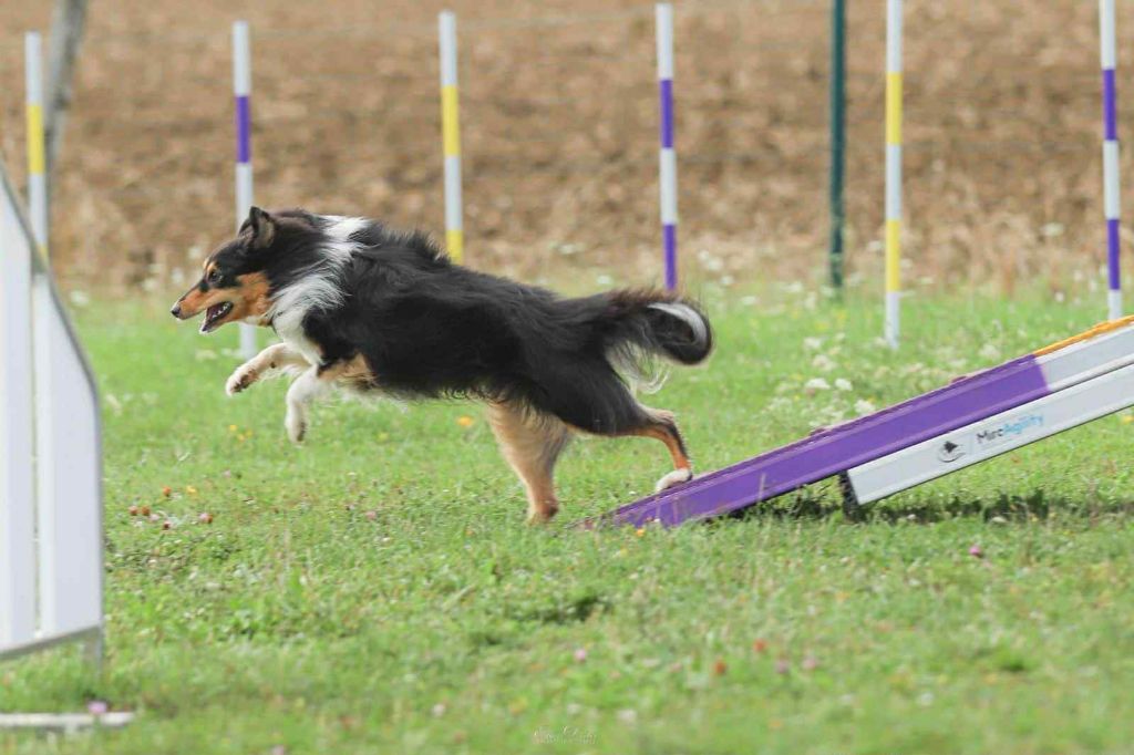 Umealven brun des Crocs de Provence