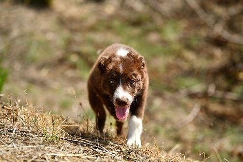 Ace red hawk des Crocs de Provence