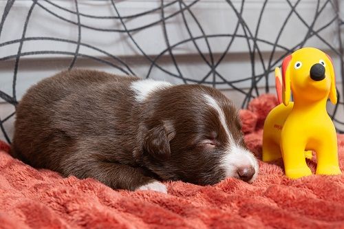 Ace red hawk des Crocs de Provence