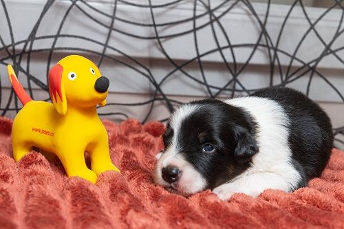 Aslan des Crocs de Provence