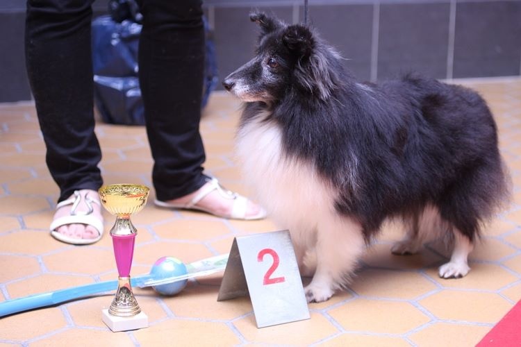 CH. Cheyenne la noire de L'Estérazur du Lac