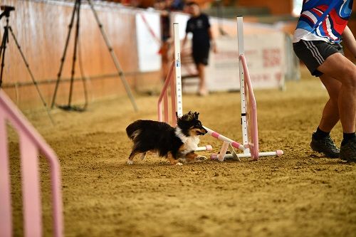 Publication : des Crocs de Provence Auteur : SCF
