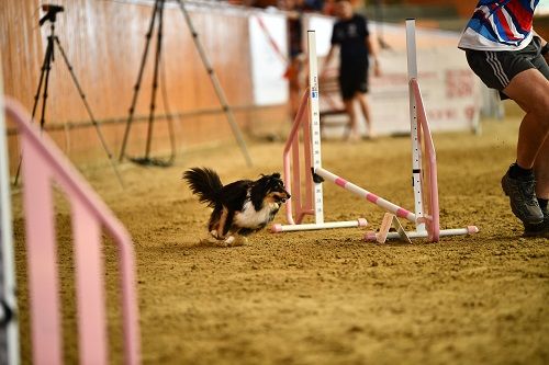 Publication : des Crocs de Provence Auteur : SCF