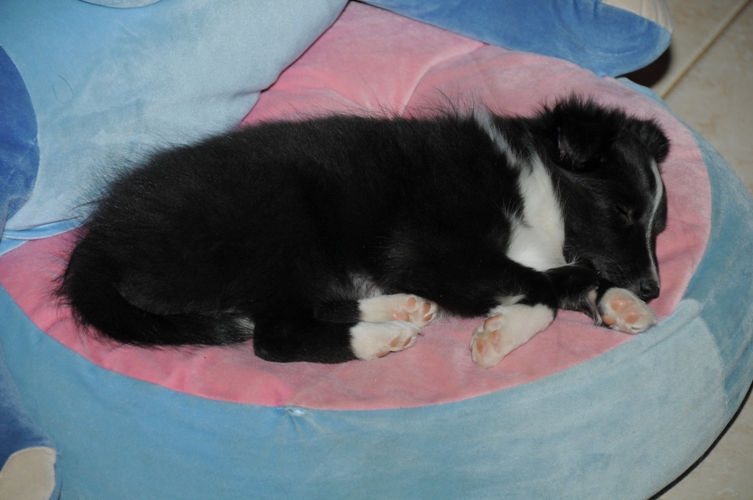 CH. Flèche noire du grand pré d 'ortignac