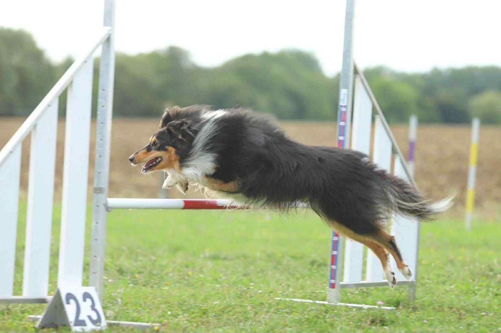 Umealven brun des Crocs de Provence