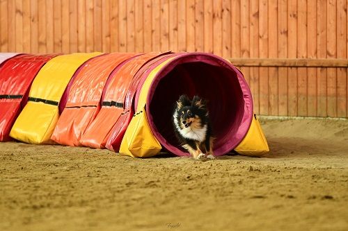 CH. River of glitter rain brune des Crocs de Provence