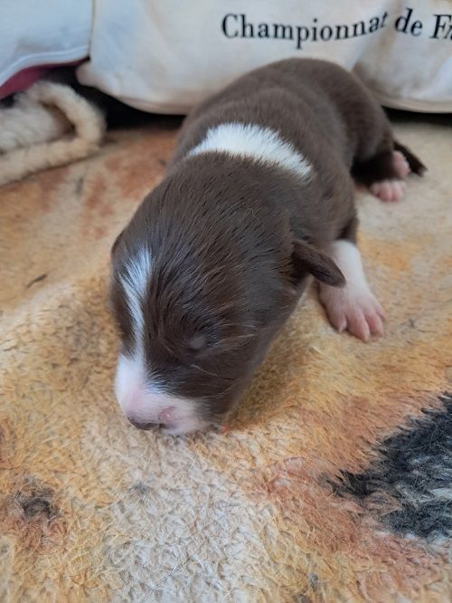 Ace red hawk des Crocs de Provence