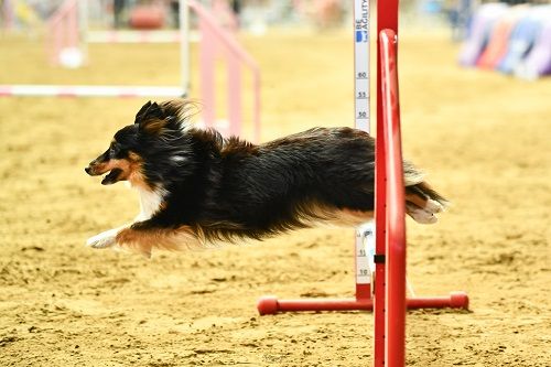 CH. River of glitter rain brune des Crocs de Provence