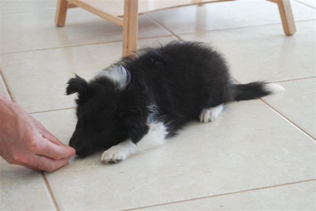 CH. Cheyenne la noire de L'Estérazur du Lac