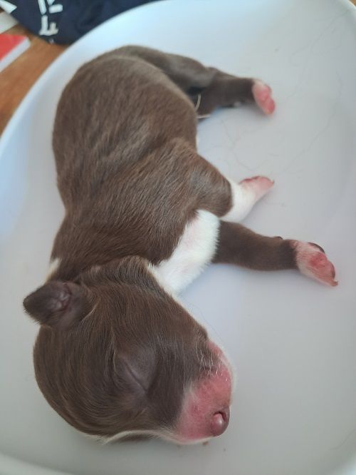 Ace red hawk des Crocs de Provence