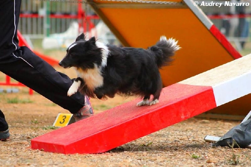 CH. Flèche noire du grand pré d 'ortignac
