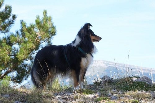 Uria brune des Crocs de Provence