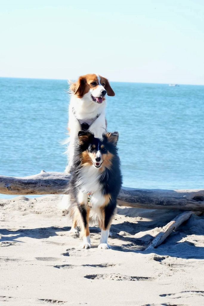 Uria brune des Crocs de Provence