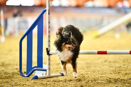 Publication : des Crocs de Provence Auteur : SCF