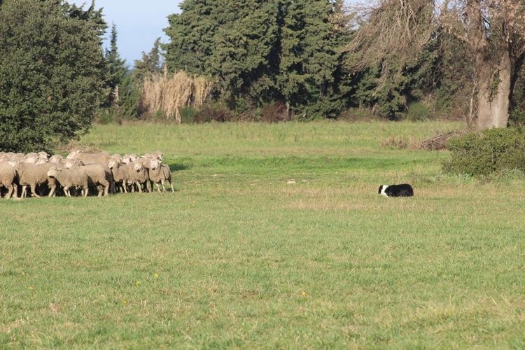 Comète du site de la carrière des plombs