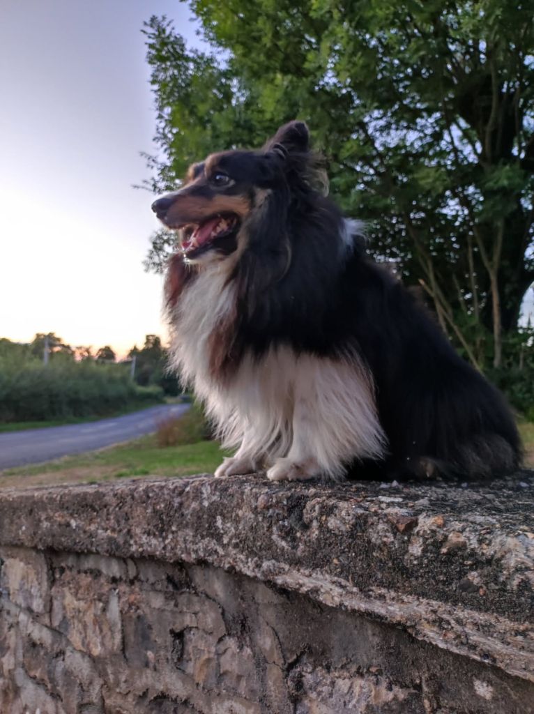 Roxane brune des Crocs de Provence