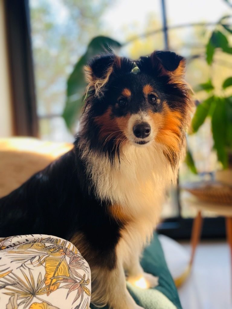 Venga brune des Crocs de Provence