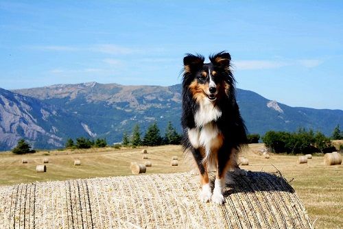 Uria brune des Crocs de Provence