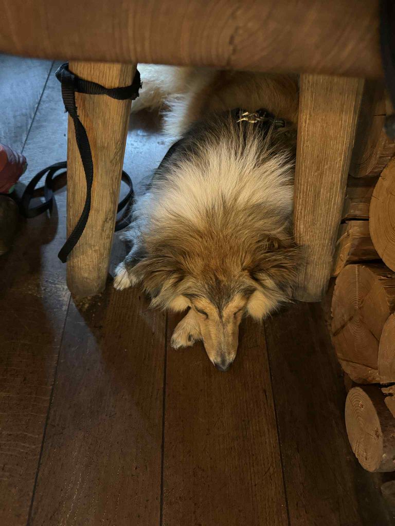 Vaïka dorée des Crocs de Provence