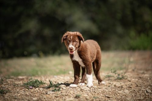 Ace red hawk des Crocs de Provence