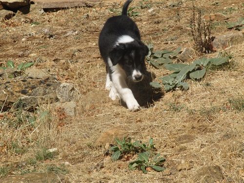Aslan des Crocs de Provence