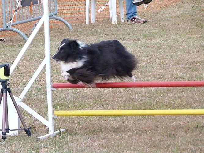CH. Flèche noire du grand pré d 'ortignac