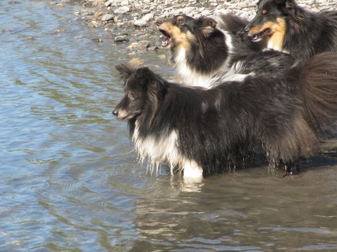 CH. Cheyenne la noire de L'Estérazur du Lac
