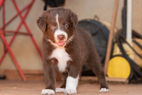 Ace red hawk des Crocs de Provence