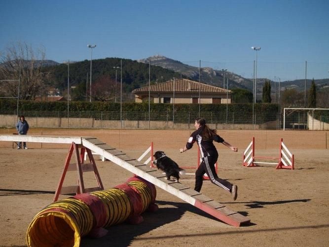 CH. Flèche noire du grand pré d 'ortignac
