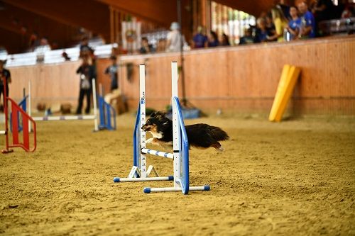 CH. River of glitter rain brune des Crocs de Provence