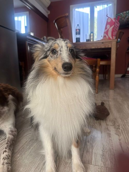 Vaban le prince rebelle bleu des Crocs de Provence