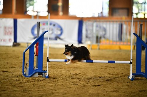 CH. River of glitter rain brune des Crocs de Provence