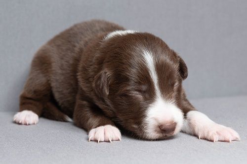 Ace red hawk des Crocs de Provence