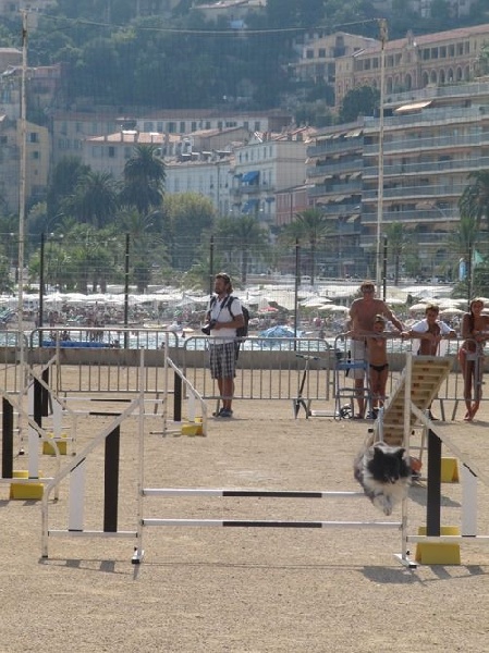 CH. Cheyenne la noire de L'Estérazur du Lac