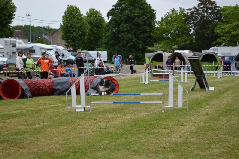 CH. Flèche noire du grand pré d 'ortignac