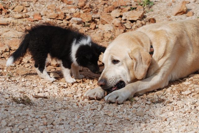 CH. Cheyenne la noire de L'Estérazur du Lac