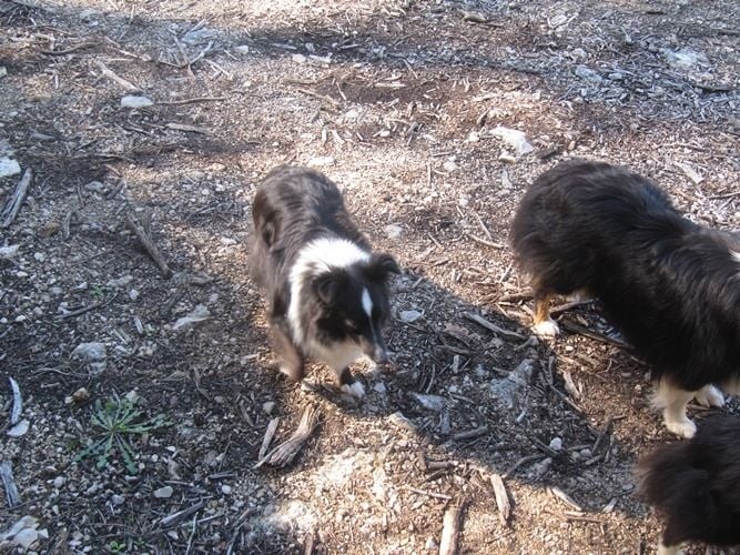 CH. Flèche noire du grand pré d 'ortignac