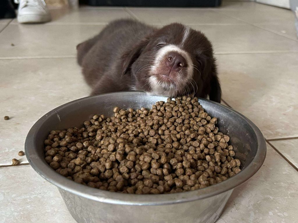 Ace red hawk des Crocs de Provence