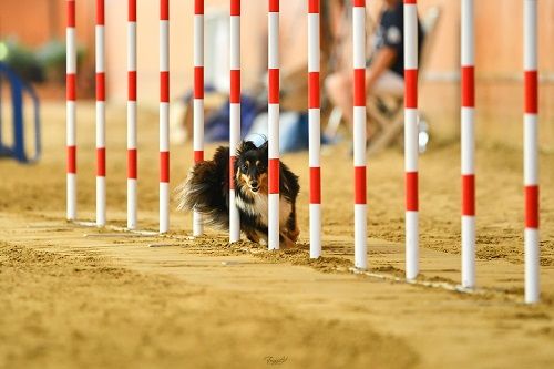 Publication : des Crocs de Provence Auteur : SCF