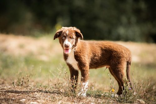 Ace red hawk des Crocs de Provence