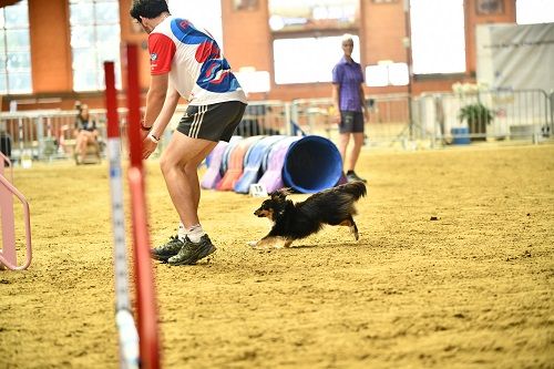 CH. River of glitter rain brune des Crocs de Provence