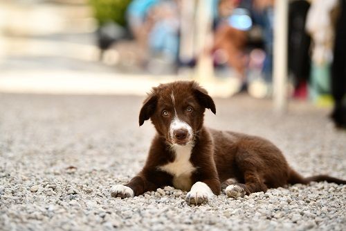 Ace red hawk des Crocs de Provence