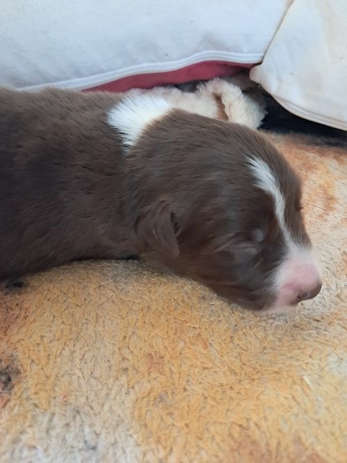 Ace red hawk des Crocs de Provence