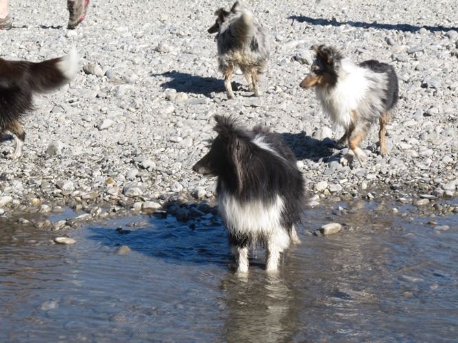 CH. Cheyenne la noire de L'Estérazur du Lac